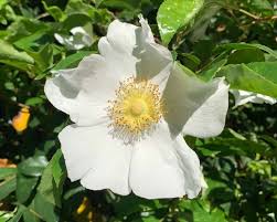 Image result for Rosa laevigata