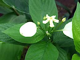 Image result for Mussaenda