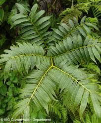 Image result for Ptisana