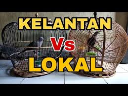 Pasalnya, penyakit ini dapat menyerang siapa saja tanpa mengenal usia dan bahkan ada yang tidak menimbulkan gejala. Derkuku Kelantan Juara Nasional Vs Tekukur Lokal Juara Daerah