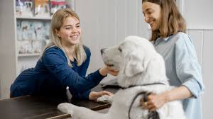 آیا سگ‌ها صاحبان قبلی خود را به خاطر می‌آورند؟ | Euronews