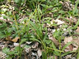 Image result for Paspalum conjugatum