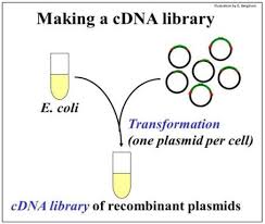 Dna is extracted from the organism under study and is cut into small fragments of a size suitable for cloning. 15 2 Make And Screen A Cdna Library Biology Libretexts