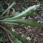 Image result for Asplenium africanum