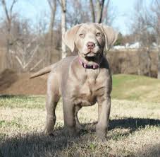 Silver Labs Silver Lab Puppies Charcoal Chocolate Silver Lab Puppies Silver Labs N Stuff Tennessee Breeder Lab Puppies Silver Lab Puppies Labrador Retriever