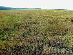 Image result for Sarcocornia