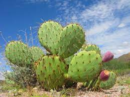 How to grow a cactus from its leaf. Pin By Fattiger Bigbeer On Cactus Opuntia Cactus Prickly Pear Cactus Prickly Pear