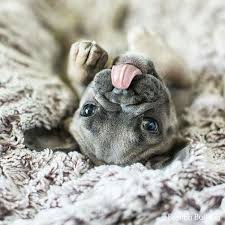 French Bulldog Puppy Dressed Up Cute Dogs Pregnant Dog Cute Baby Animals