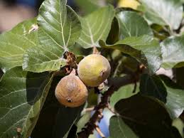 Image result for Ficus sycomorus