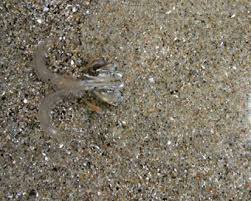 Throw dead host insects away in an outdoor garbage can. Sandy Beaches Life