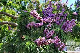 Image result for Millettia grandis