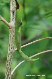 Image result for Ormocarpum