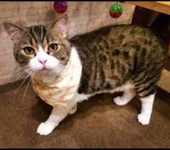 น้องแมว #popcat อ้าปากงับงับ ทีมไทย คนไทย ไม่แพ้ชาติใดในโลก #ประเทศไทยต้องชนะ กับกระแสที่มาแรงแซงโค้งเมื่อคืนนี้ เว็บเกม popcat กดหน้ามีมน้องแมว. à¸ªà¸£ à¸›à¹ƒà¸« à¸­ à¸²à¸™à¸™à¸°à¸„à¸° Kingdom Of Tigers à¸— à¸™à¸« à¸§à¸‚à¸­à¸‡à¸š à¸²à¸§ Facebook