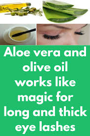 Aloe Vera And Olive Oil Works Like Magic For Long And Thick Eye Lashes If Your Eye Lashes A How To Grow Eyelashes Aloe Vera Gel For Hair Growth Fresh Aloe