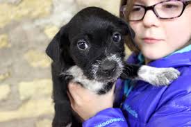 Join us at the VFW for Coco's Heart Dog Rescue Bar Bingo