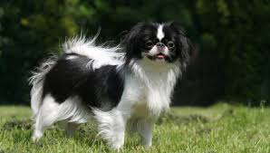 Find the perfect japanese chin puppies from all over the world! Japanese Chin All About Dogs