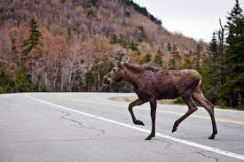When to see moose in maine. Moose Watching Advice How When Where To Spot A Moose In New England New England Today