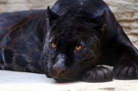 Free for commercial use no attribution required high quality images. 20 Amazing Panther Facts You Probably Never Knew Facts Net