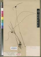 Image result for Pycreus elegantulus