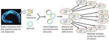 A foreign gene (such as a hormone or blood protein) is cloned and injected into the nuclei of another animal's in vitro fertilized egg. Microbes And The Tools Of Genetic Engineering Microbiology