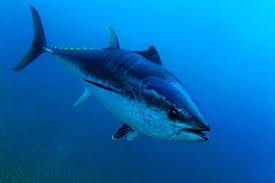 Atlantic bluefin tuna populations' genetic links could affect fishery  management strategies - Responsible Seafood Advocate