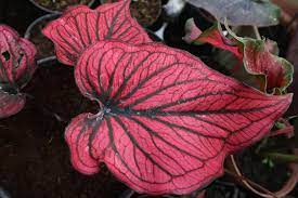 Gambar sketsa daun talas garlerisket cara menggambar sketsa talas mudah how to draw youtube Bak Lukisan Diatas Daun Talas Galeri Keladi Caladium Facebook