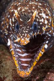 Pin By Aydin Tan On Sea Creatures Beautiful Sea Creatures Deep Sea Creatures Deep Sea Life