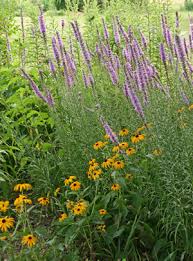 Check spelling or type a new query. Liatris Wisconsin Horticulture