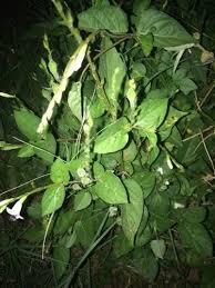 Image result for Asystasia malawiana