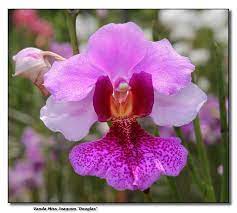 Orchid 2 Vanda Miss Joaquim Douglas By Robert Orchid Plants Orchids Plants