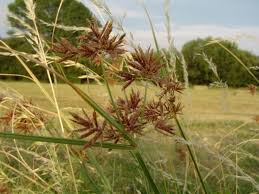 Image result for Cyperus longus