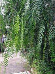 California Pepper Tree Brazilian Pepper Tree Schinus Molle Your Tree With The Feather Shaped Leaves Is Likely A Pepper Tree California Native Plants Foliage