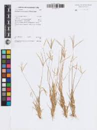 Image result for Brachyachne fulva