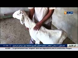أم البواقي فحل الظأن خليط بين التيس و الكبش في حالة دالة على عظمة الخالق Youtube