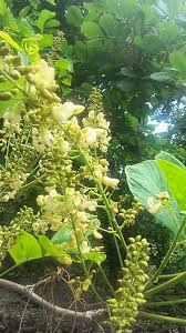 Image result for Toddalia crenulata