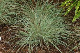 Image result for Eragrostis
