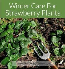 Winter Care For Strawberry Plants Strawberry Plants Strawberry Plant Care Garden Care