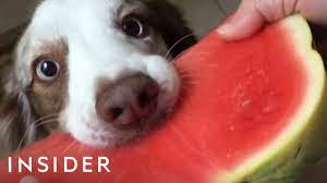 Causes & risks · treatments & prevention · healthprep official Dogs Eating Watermelon Is The Latest Internet Trend Youtube