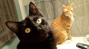 The choice of pest control services will vary according to where you live in the country but, thankfully, local pest exterminators and removers will likely have the best. Cats Are The Best Pest Control Youtube