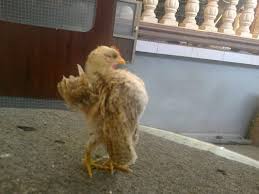 We did not find results for: Ayam Serama Sri Selangor Asli Dari Malaysia Ud Mitra Raja Tani