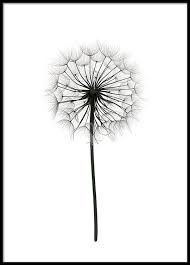 Black And White Art Prints Black White Art Prints Best 25 Black And White Prints Ideas On Pinterest Black And Black And White Posters Black And White Prints Prints