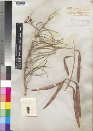 Image result for Parkinsonia africana