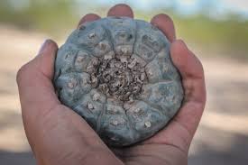 Rockstar being party poopers, turn off the peyote plants and only bring them back for special occasions. Explorer S Guide Picking Peyote Maps Of The Mind