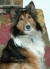 This sporting breed has a reputation for being sweet, gentle, and willing to go the distance to please its person or its people. Shelties Available Sheltie Retriever Puppy Dogs Golden Retriever