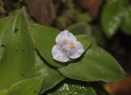 Image result for Cyanotis sp. aff. C. lapidosa