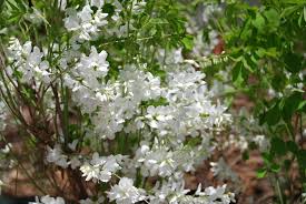 Image result for Indigofera roseo-caerulea