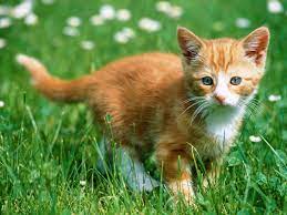 Your beautiful kitten will be spoiled in my house hold :). Orange Kitten Wallpapers Top Free Orange Kitten Backgrounds Wallpaperaccess