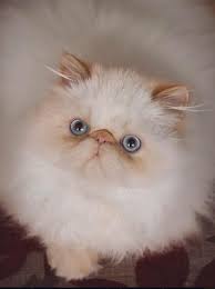 Persian & himalayan kittens for sale in a rainbow of colors! This Is My Himalayan Flame Point Bub His Name Is Dudu Cats