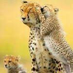 L'entità della perdita dei capelli dipende da tipo, dose e modi di somministrazione dei farmaci chemioterapici. Cura Con Letrix E Caduta Capelli Dure Come Muri Tumore Al Seno