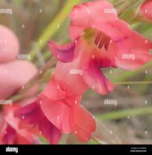Image result for Gladiolus crassifolius